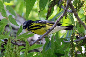 Magnolia Warbler